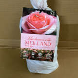 Rose Mademoiselle Meilland