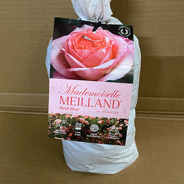 Rose Mademoiselle Meilland