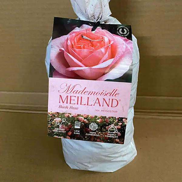 Rose Mademoiselle Meilland Rose Mademoiselle Meilland