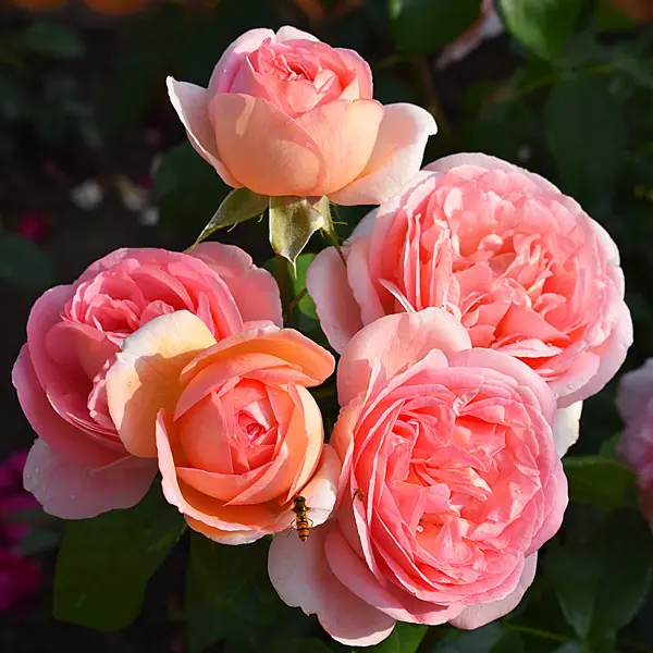 Rose Mademoiselle Meilland Rose Mademoiselle Meilland