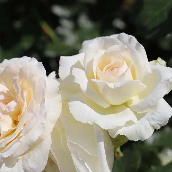 Rose Maggie Rose Maggie