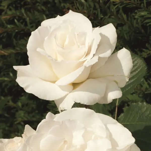 Rose Margaret Merril Rose Margaret Merril