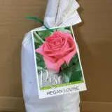 Rose Megan Louise Rose Megan Louise