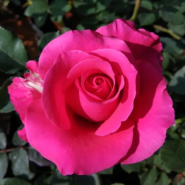 Rose Megan Louise Rose Megan Louise