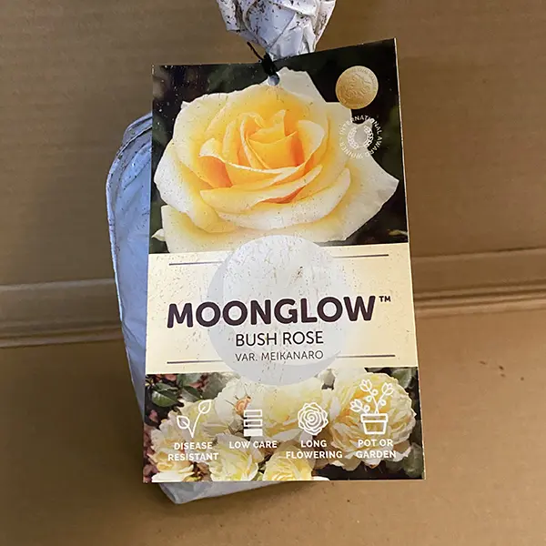 Rose Moon Glow Rose Moon Glow