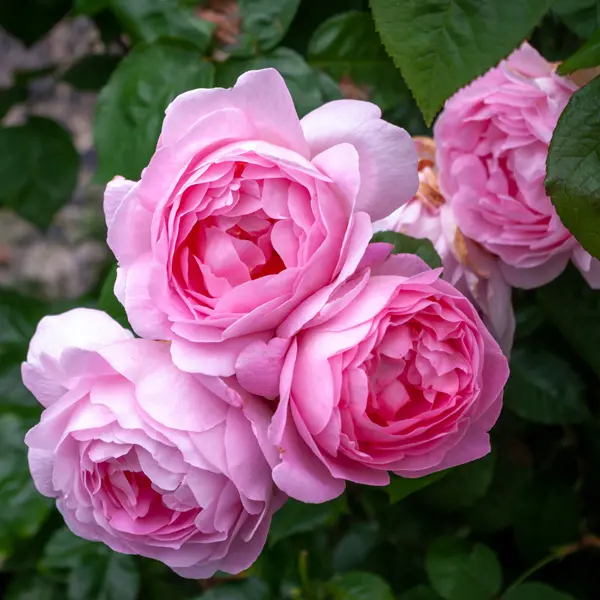 Rose My Hero