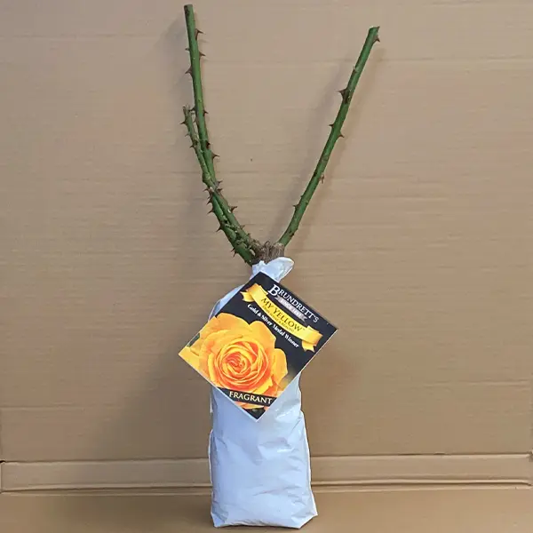 Rose My Yellow Rose My Yellow
