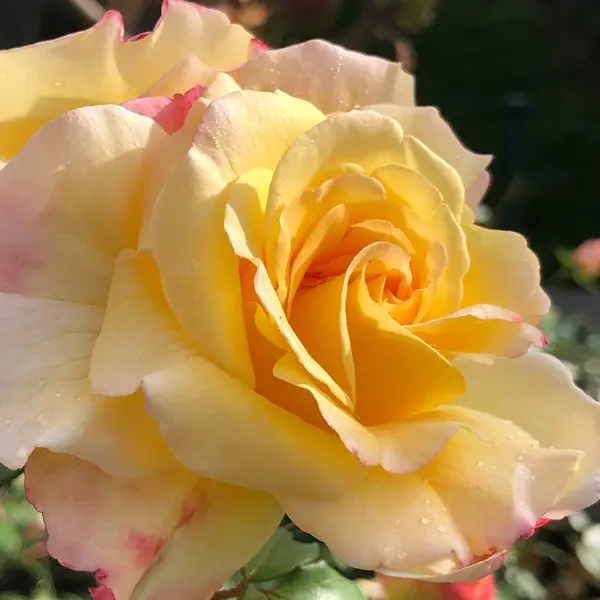 Rose My Yellow Rose My Yellow
