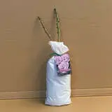 Rose Neptune (Pbr) Rose Neptune (Pbr)