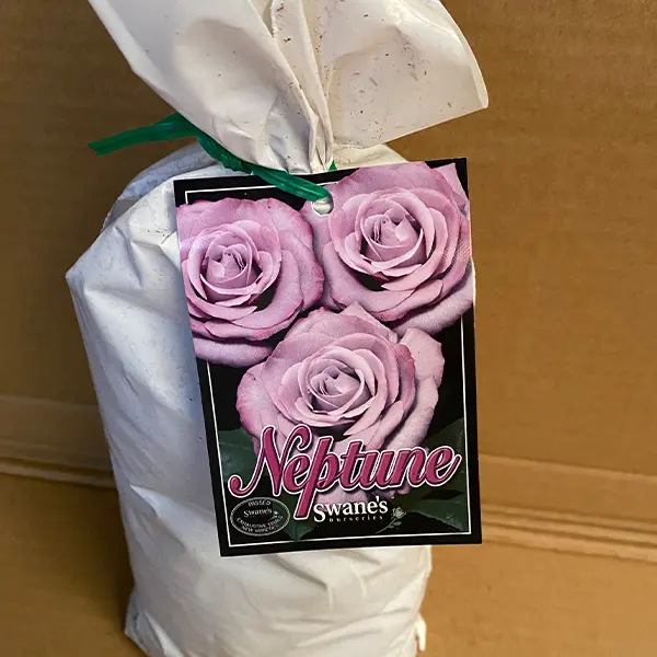 Rose Neptune (Pbr) Rose Neptune (Pbr)