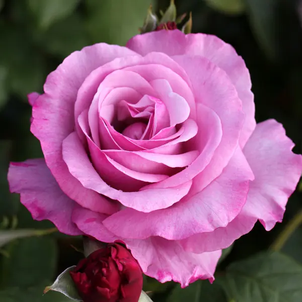 Rose Neptune (Pbr) Rose Neptune (Pbr)