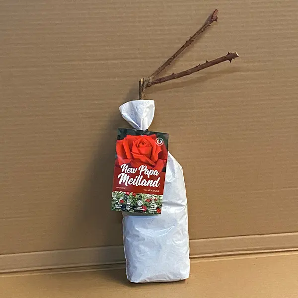 Rose New Papa Meilland Rose New Papa Meilland