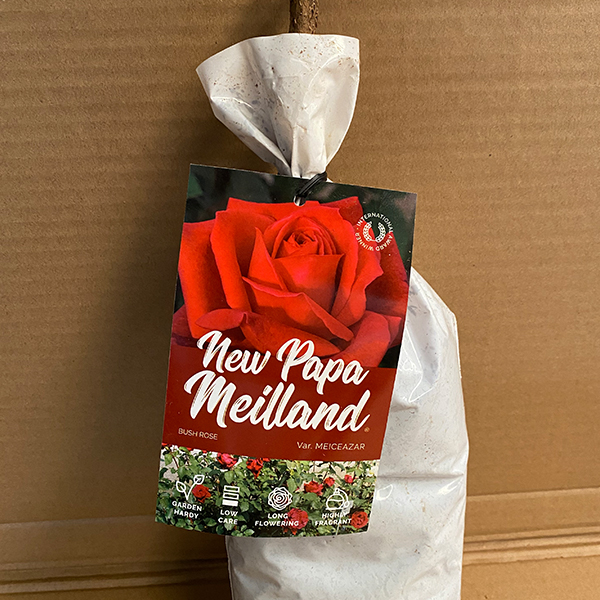 Rose New Papa Meilland