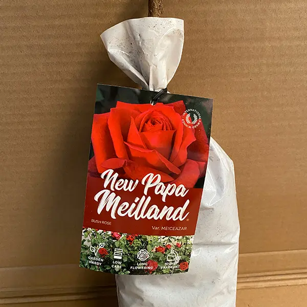 Rose New Papa Meilland Rose New Papa Meilland