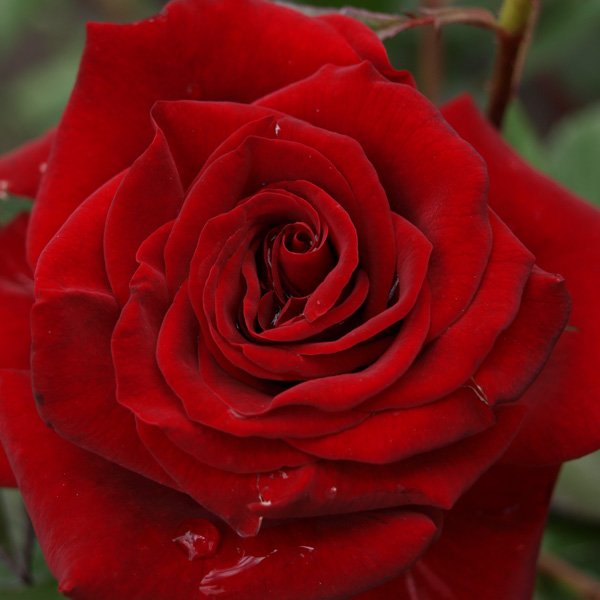 Rose New Papa Meilland