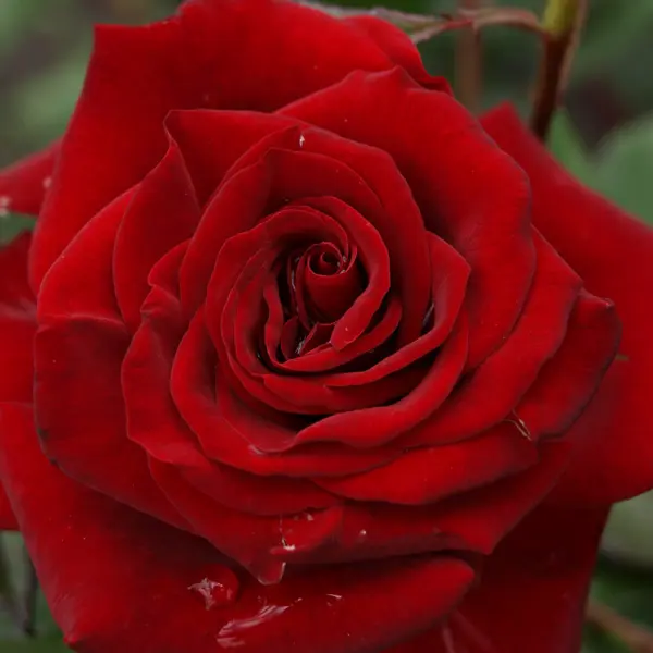 Rose New Papa Meilland Rose New Papa Meilland