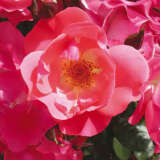 Rose Oceane Rose Oceane