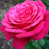 Rose Olde Fragrance Rose Olde Fragrance