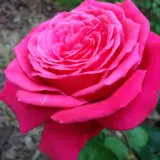 Rose Olde Fragrance Roshofr - Garden Express Australia