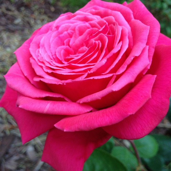 Rose Olde Fragrance Rose Olde Fragrance