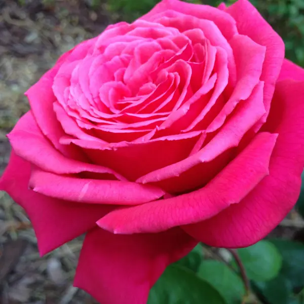 Rose Olde Fragrance Rose Olde Fragrance