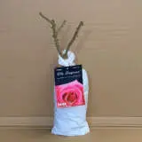 Rose Olde Fragrance Rose Olde Fragrance