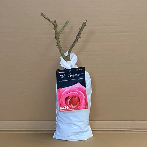 Rose Olde Fragrance Rose Olde Fragrance