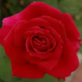 Rose Olympiad Rosholy - Garden Express Australia