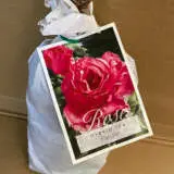 Rose Parole Rose Parole