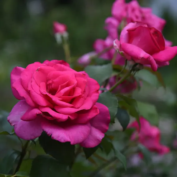 Rose Parole Rose Parole