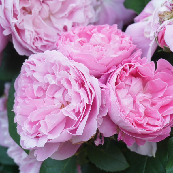 Rose Per-Fyoom Perfume