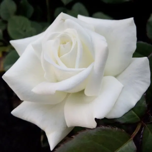 Rose Pope John Paul Ii (Pbr) Rose Pope John Paul Ii (Pbr)