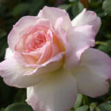 Rose Pristine Rose Pristine