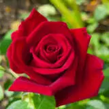 Rose Ruby Roshrub - Garden Express Australia