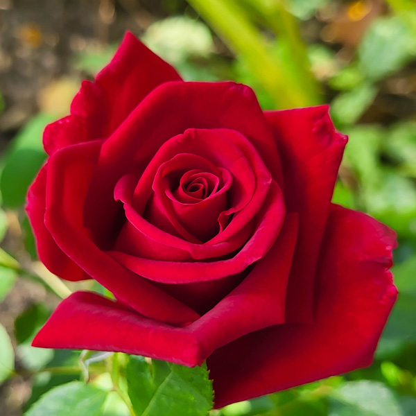 Rose Ruby Rose Ruby