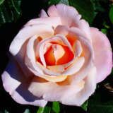 Rose Sightsaver Rose Sightsaver