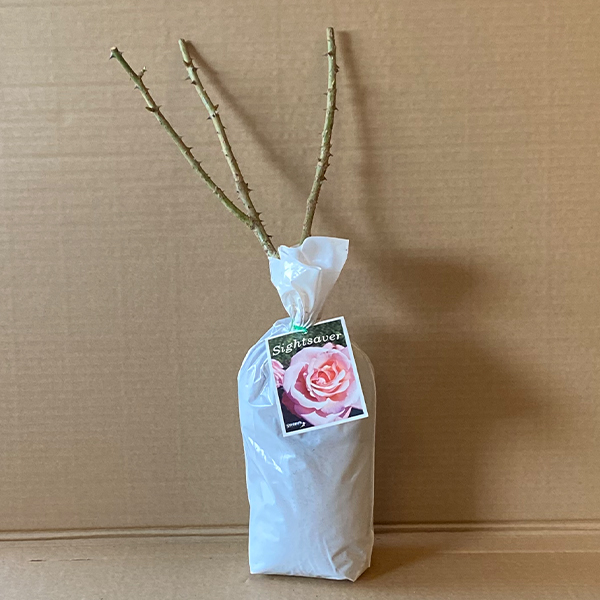 Rose Sightsaver Rose Sightsaver