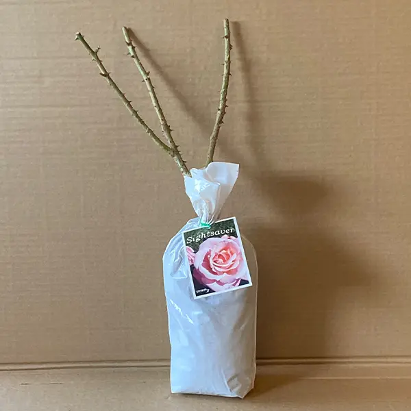 Rose Sightsaver Rose Sightsaver