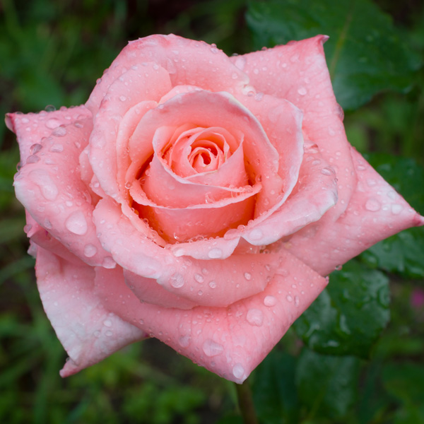 Rose Sonia Rose Sonia