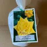 Rose Speks Yellow Rose Speks Yellow