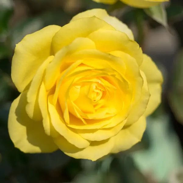 Rose Speks Yellow Rose Speks Yellow