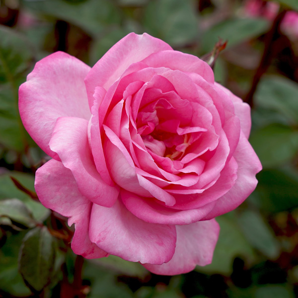 Rose Sweet Memory Rose Sweet Memory