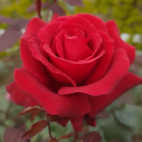 Rose Australian Bicentennial Rose Australian Bicentennial