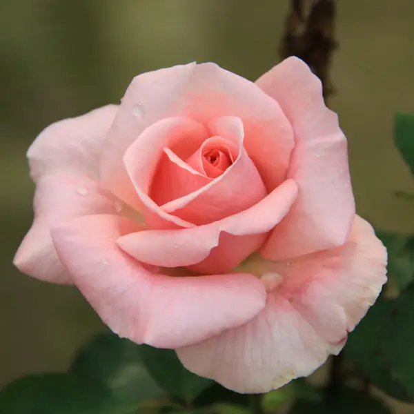 Rose Truly Yours Rose Truly Yours