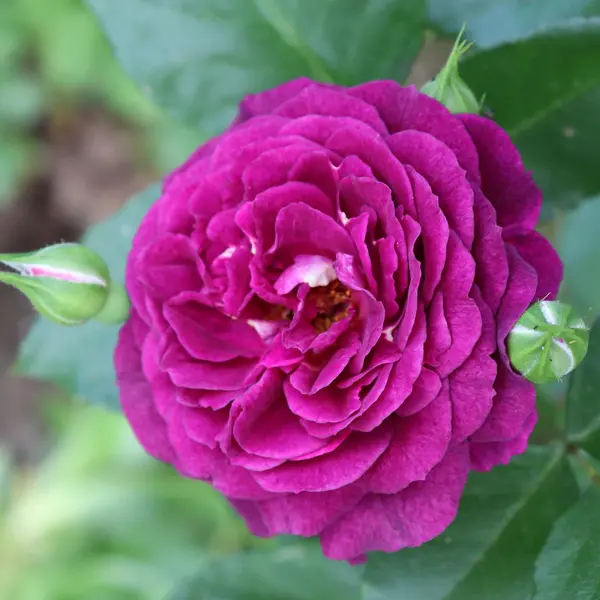 Rose Twilight Zone Rose Twilight Zone