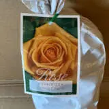 Rose Vienna Charm Rose Vienna Charm