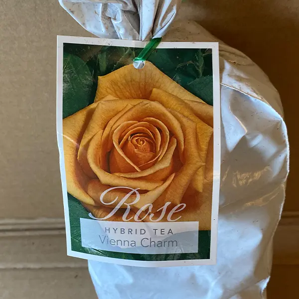Rose Vienna Charm Rose Vienna Charm