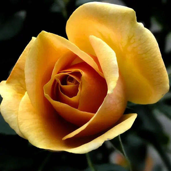 Rose Vienna Charm Rose Vienna Charm