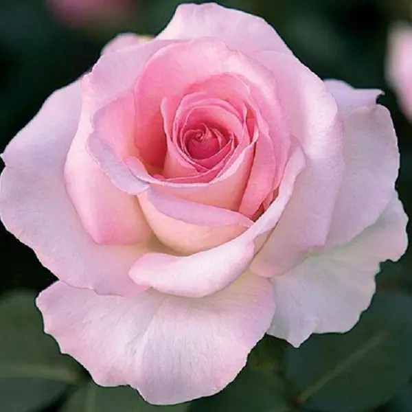 Rose Violina (Pbr) Rose Violina (Pbr)