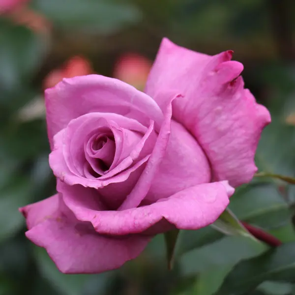 Rose Vol De Nuit Rose Vol De Nuit